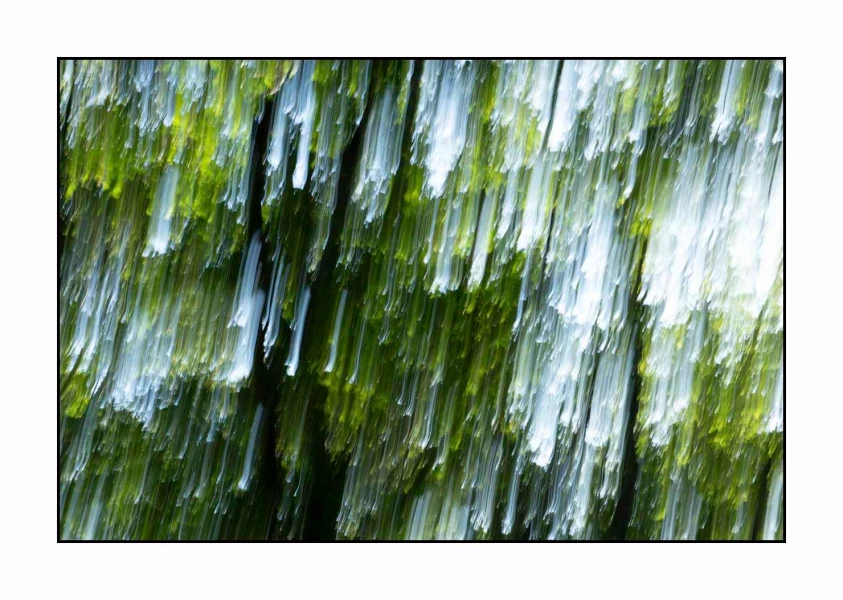 10 les pleurs des arbres 1655c
