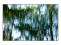 12 les pleurs des arbres 1657c