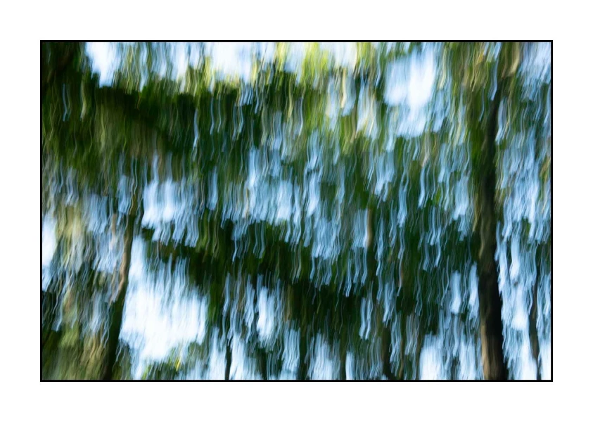 12 les pleurs des arbres 1657c