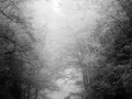 02 paysage smoky mountains sous bois noir et blanc