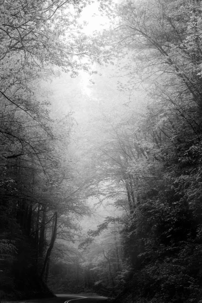 02 paysage smoky mountains sous bois noir et blanc