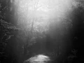 03 paysage smoky mountains sous bois noir et blanc