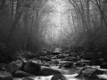 05 paysage smoky mountains sous bois noir et blanc