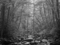 06 paysage smoky mountains sous bois noir et blanc