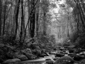 08 paysage smoky mountains sous bois noir et blanc