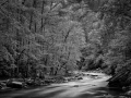 11 paysage smoky mountains sous bois noir et blanc