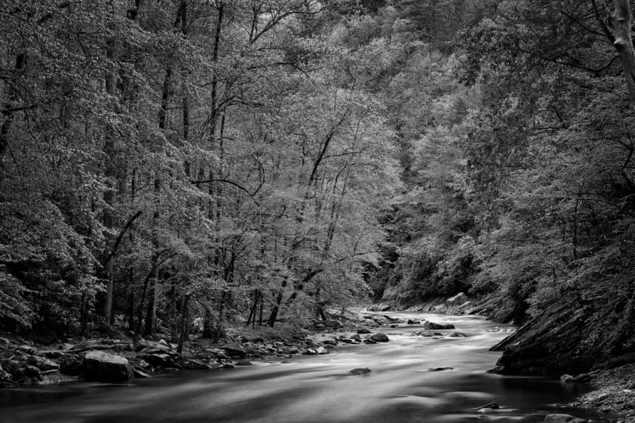11 paysage smoky mountains sous bois noir et blanc