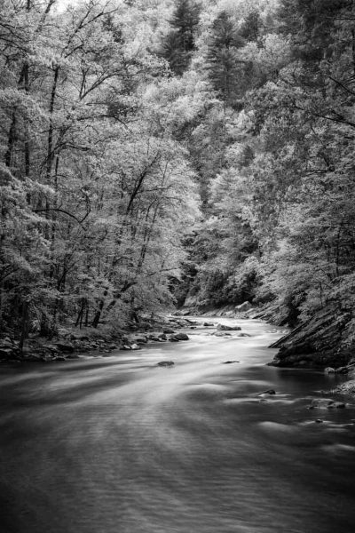 12 paysage smoky mountains sous bois noir et blanc