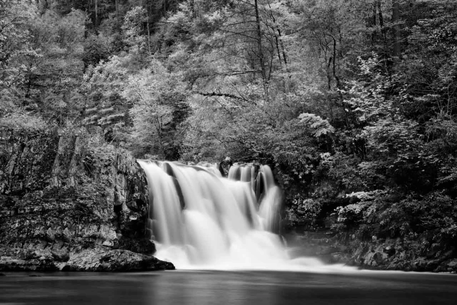 14 paysage smoky mountains sous bois noir et blanc