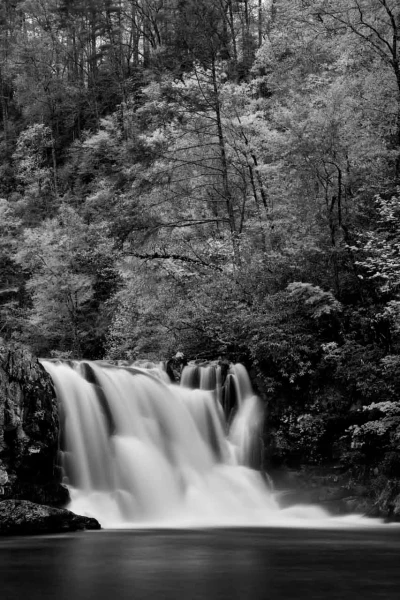 15 paysage smoky mountains sous bois noir et blanc