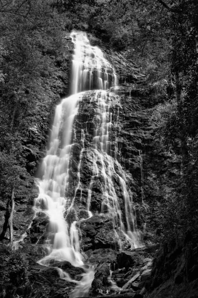 18 paysage smoky mountains sous bois noir et blanc