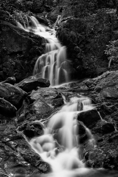 22 paysage smoky mountains sous bois noir et blanc