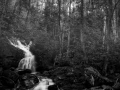 23 paysage smoky mountains sous bois noir et blanc