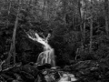 24 paysage smoky mountains sous bois noir et blanc
