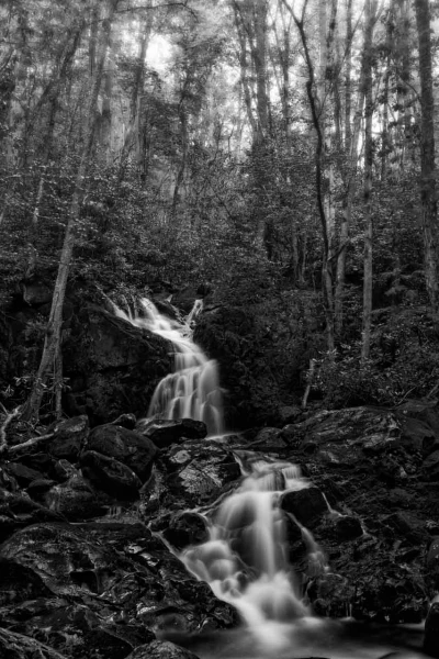 24 paysage smoky mountains sous bois noir et blanc