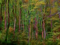 09 sous bois smoky mountains style fusion