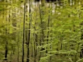 12 sous bois smoky mountains style fusion