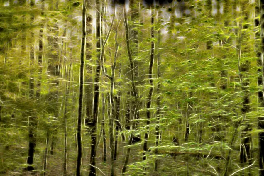 12 sous bois smoky mountains style fusion