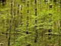 13 sous bois smoky mountains style fusion