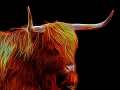 05 vache highland style fusion en ecosse