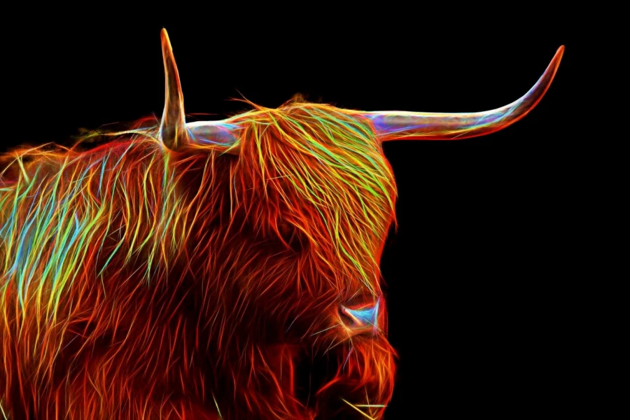 05 vache highland style fusion en ecosse