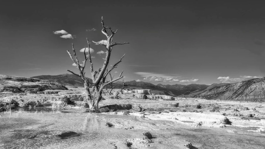 19 paysage du yellowstone en noir et blanc