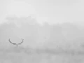 001 cerf dans la brume