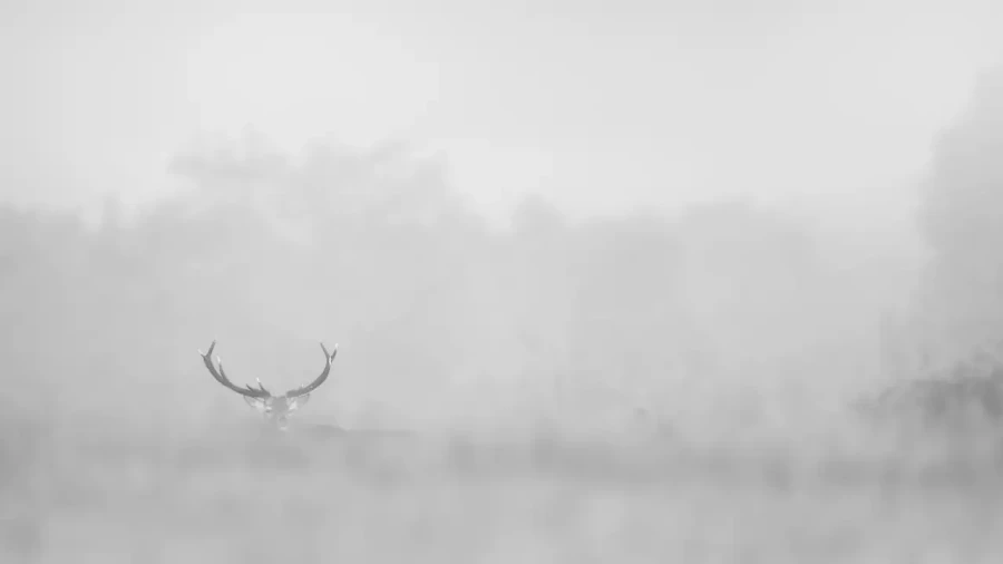 001 cerf dans la brume