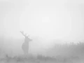 003 cerf dans la brume