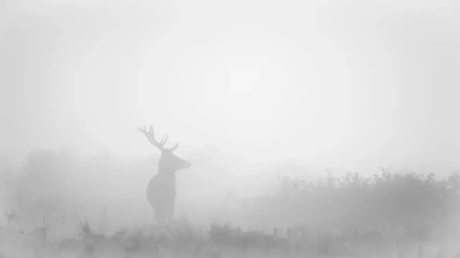 003 cerf dans la brume