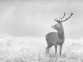 005 cerf dans la brume