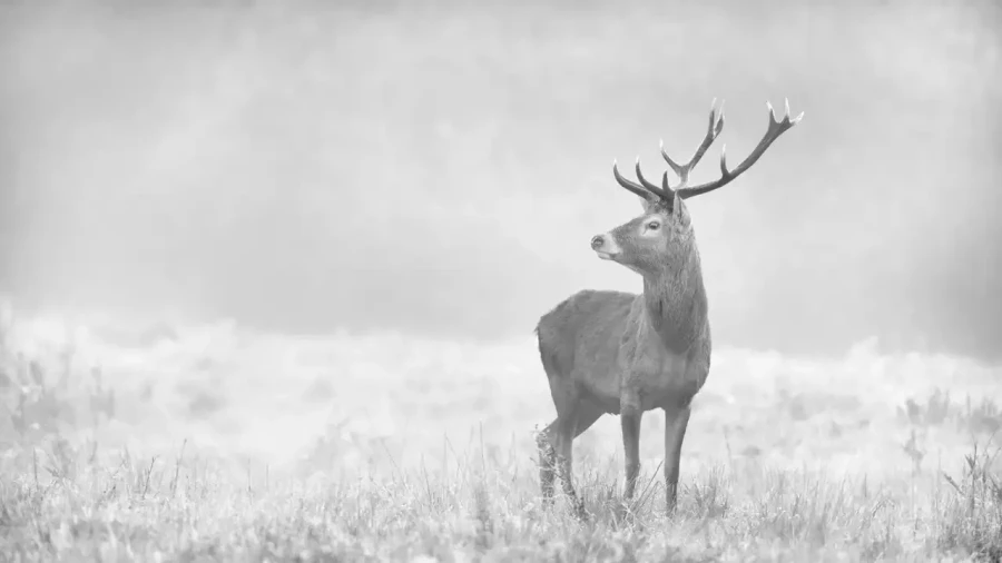 005 cerf dans la brume