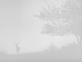 006 cerf dans la brume