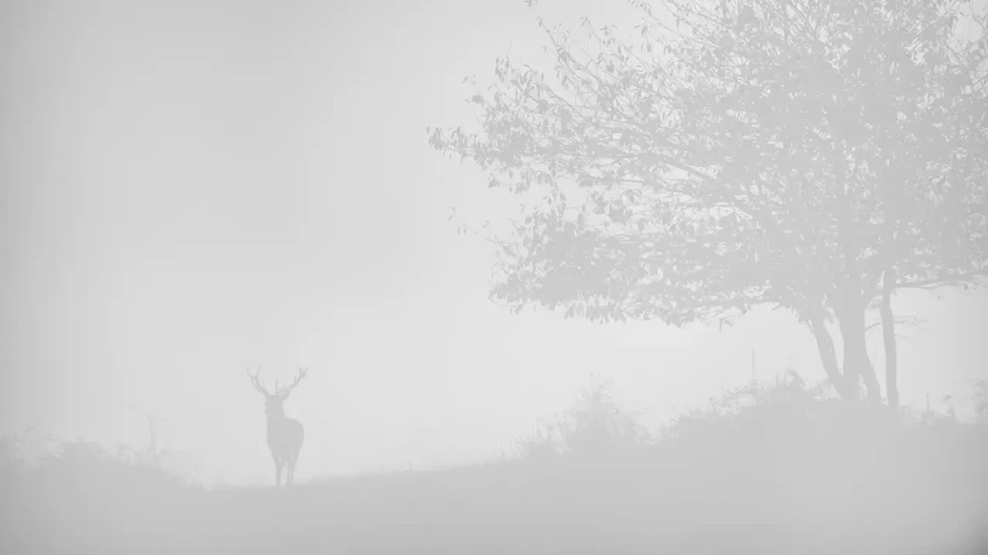 006 cerf dans la brume