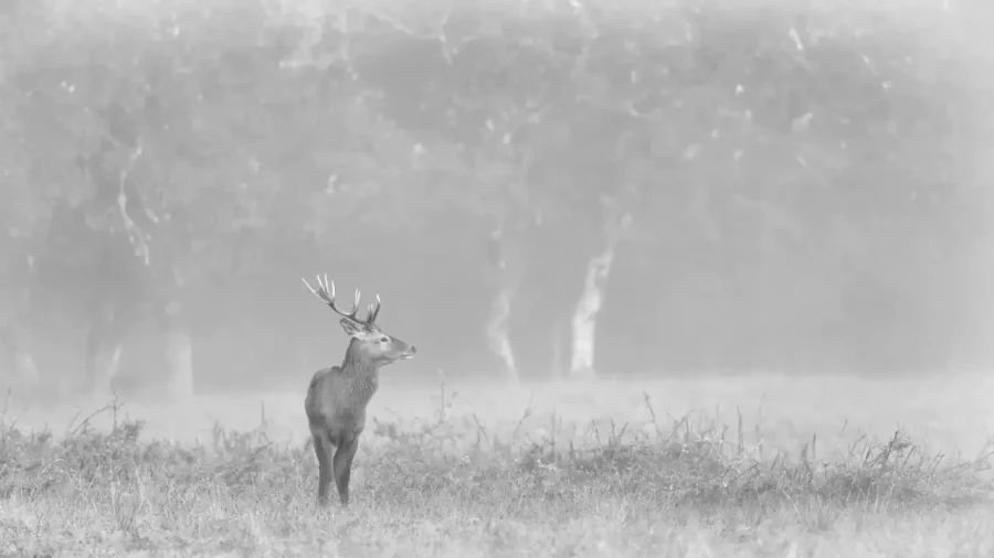 007 cerf dans la brume