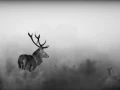 008 cerf dans la brume
