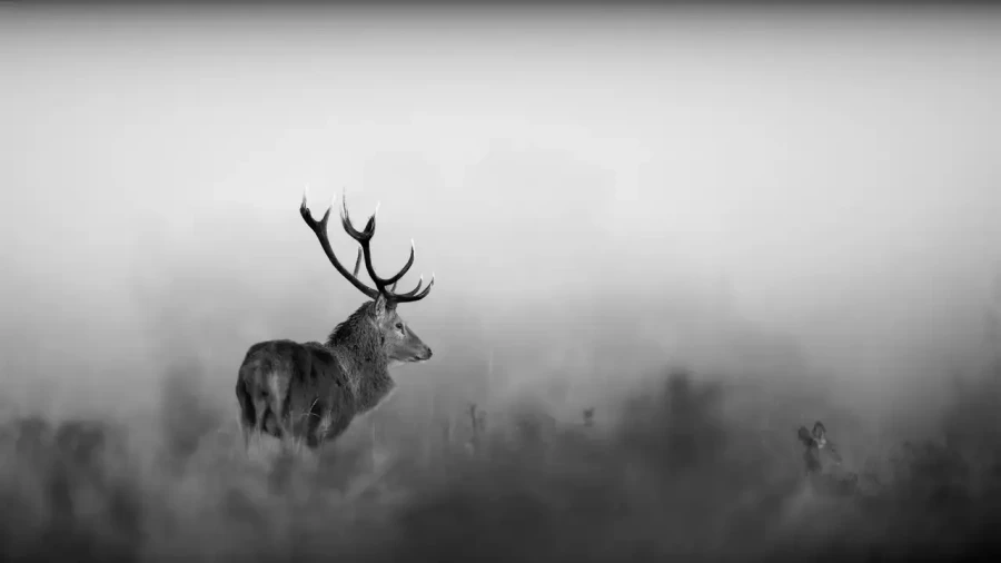 008 cerf dans la brume