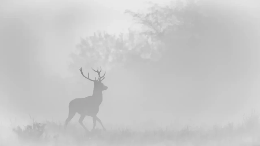 010 cerf dans la brume