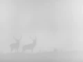 011 cerf dans la brume