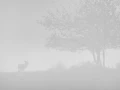 013 cerf dans la brume
