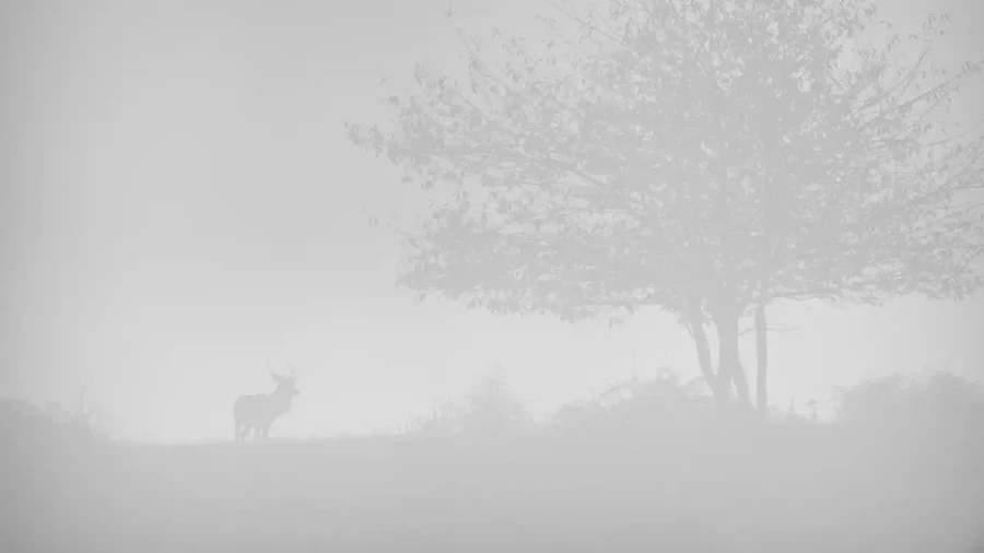 013 cerf dans la brume