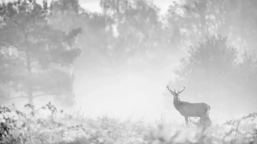 014 cerf dans la brume