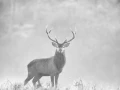 015 cerf dans la brume
