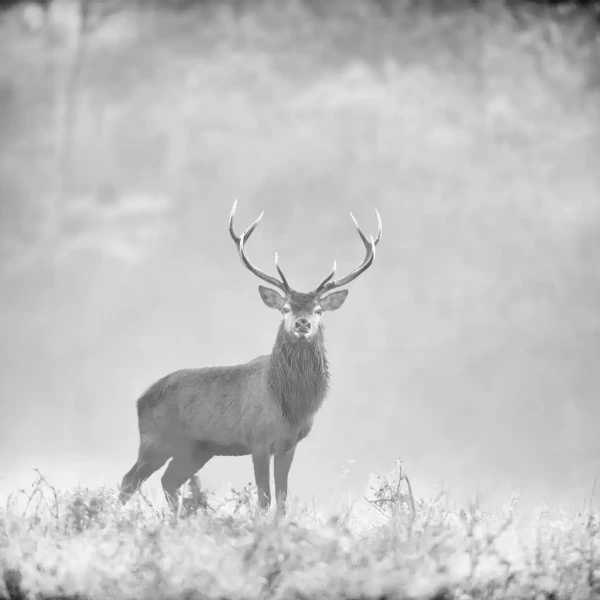 015 cerf dans la brume