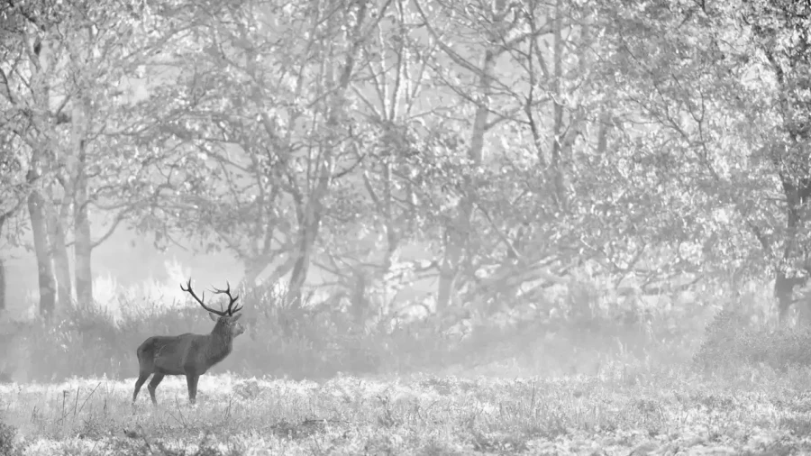 016 cerf dans la brume