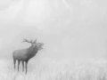 017 cerf dans la brume