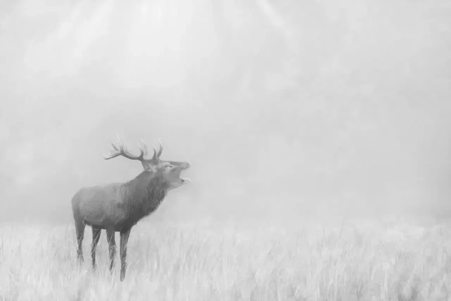 017 cerf dans la brume