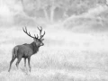019 cerf dans la brume