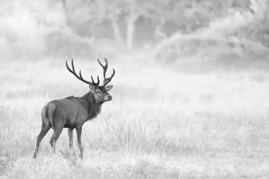 019 cerf dans la brume
