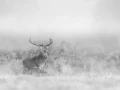 020 cerf dans la brume